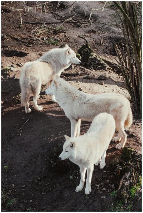 Three arctic white wolves with fluffy fur standing
