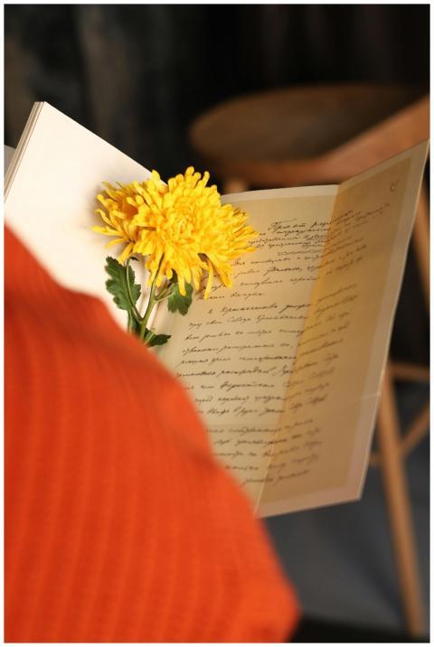 A bright yellow chrysanthemum resting in an open v