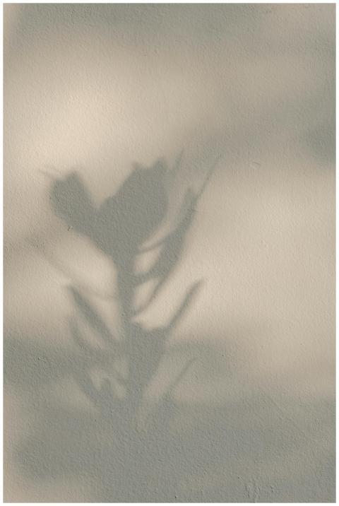 Artistic shadow of a plant on a plain wall creates