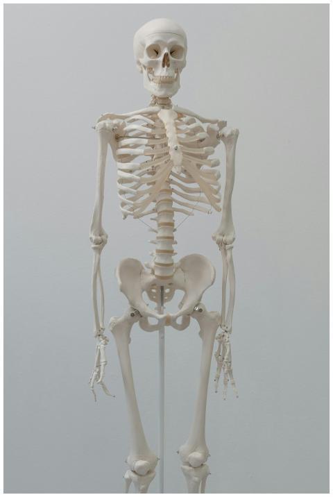 Detailed human skeleton model ideal for anatomical