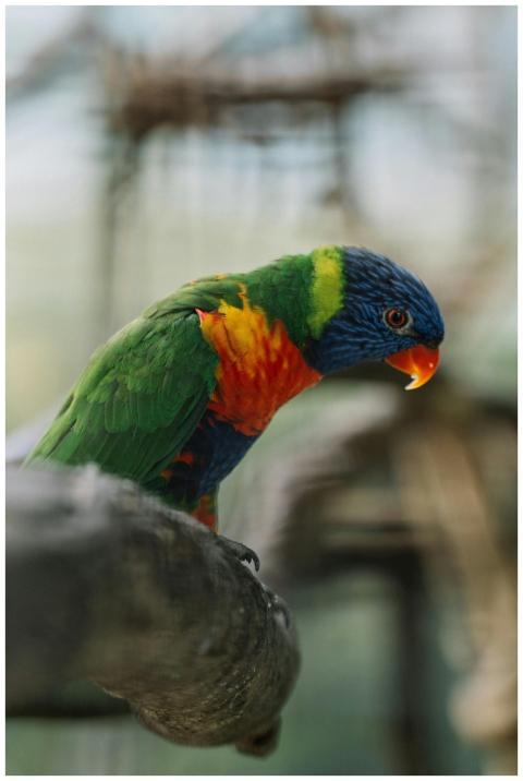 Colorful rainbow lorikeet perched quietly, showcas