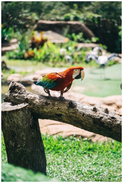 Scarlet macaw perched on a branch in a vibrant, lu