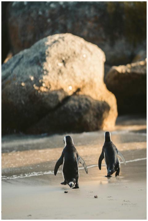 Two penguins walking on a sandy beach towards the