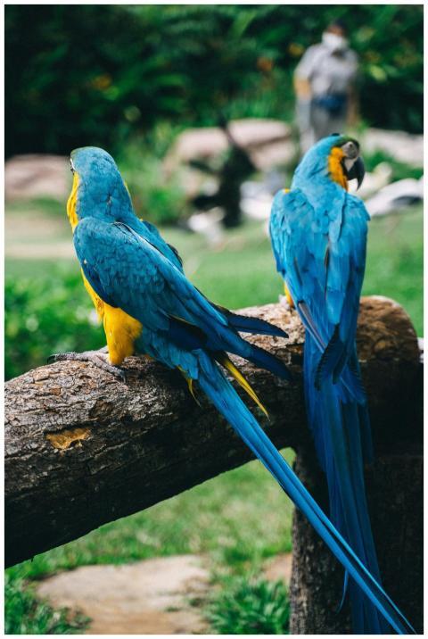 Close-up of two colorful blue and yellow macaws pe