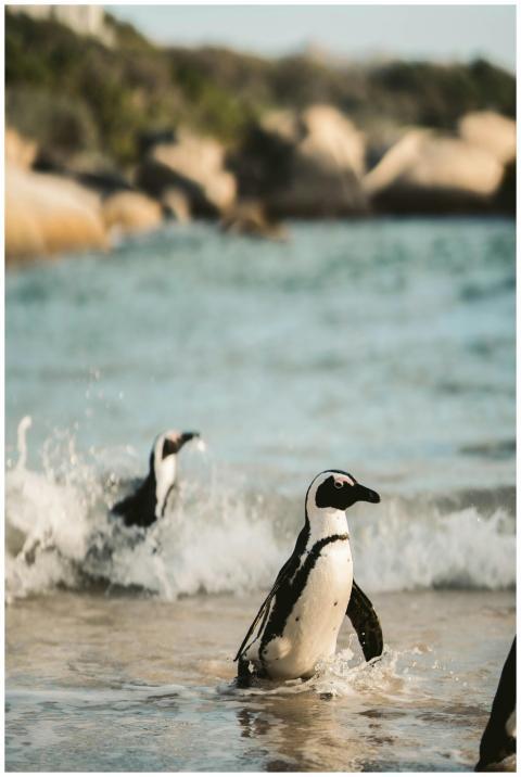 Charming African penguins enjoying the beach in Ca