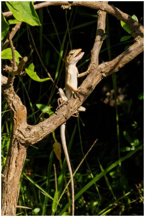 Close-up of an oriental garden lizard sitting on a