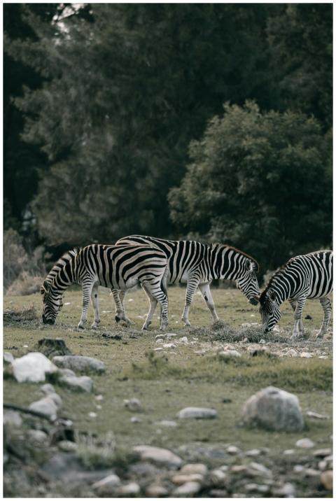 A group of zebras grazing amidst lush greenery and