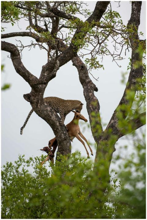 A leopard perched on a tree with its prey, capturi