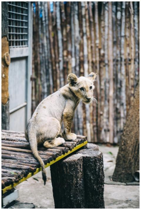 Cute lion cub sitting on wooden platform in outdoo