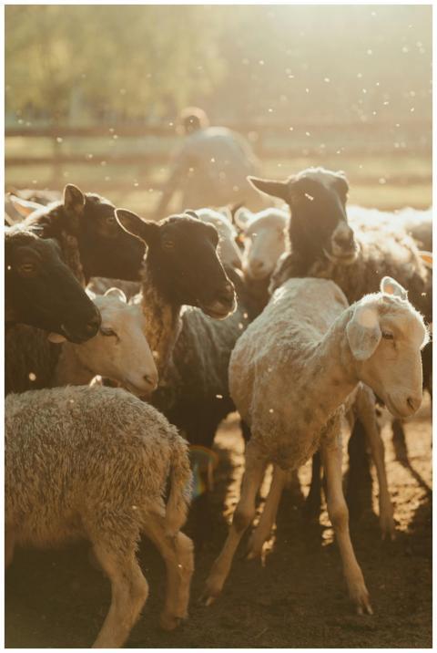 A flock of sheep gathered in a sunlit farmyard dur
