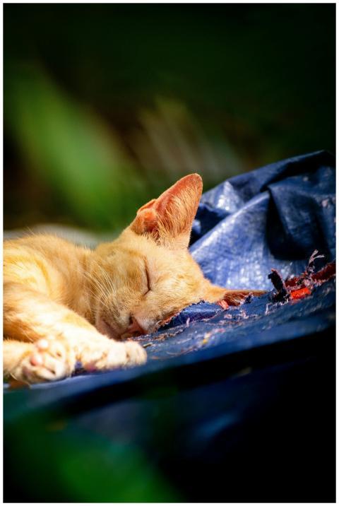 Ginger Cat Sleeping Blue