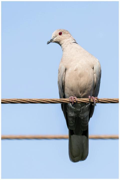 Free stock photo of animal, asia wildlife, avian