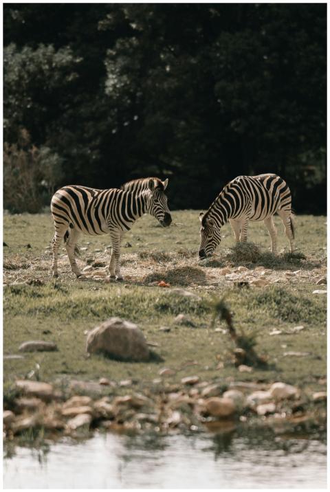 Two zebras grazing near a waterhole in a natural s