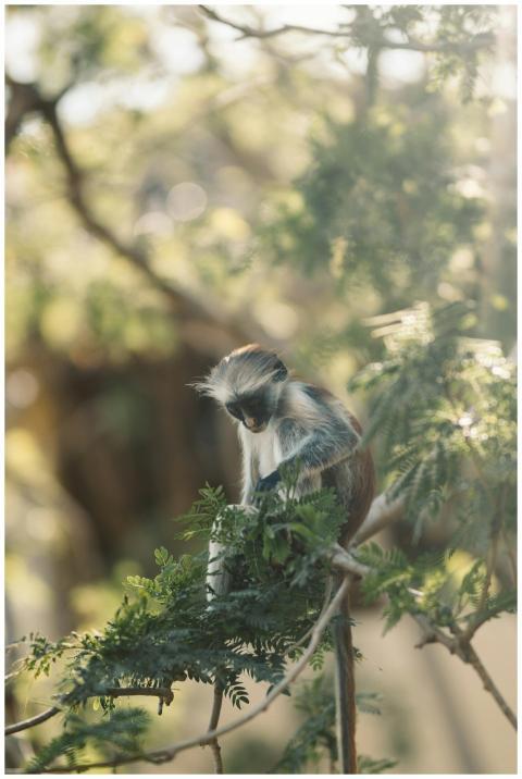 A colobus monkey sits among sunlit leaves in a for