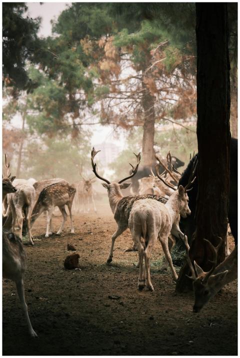 A serene scene of a herd of deer in a misty forest