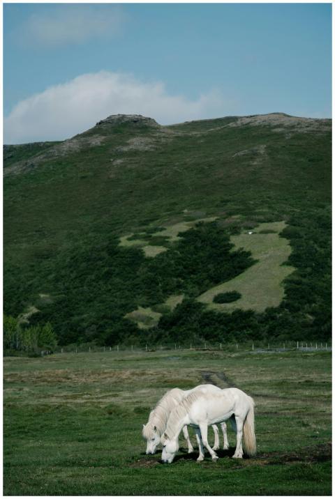 Two white horses grazing peacefully in a lush rura