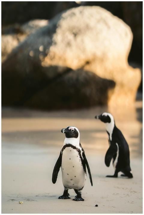 Two African penguins on a sunny Cape Town beach, a