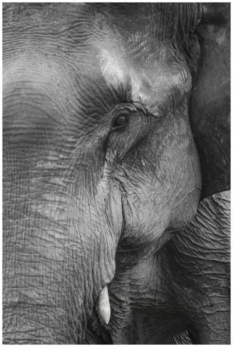 Monochrome close-up of an elephant highlighting it