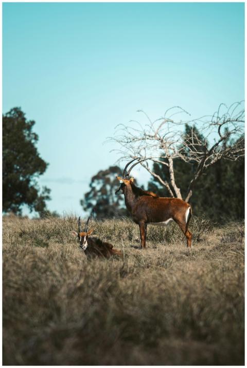 Two antelopes in a serene South African grassland