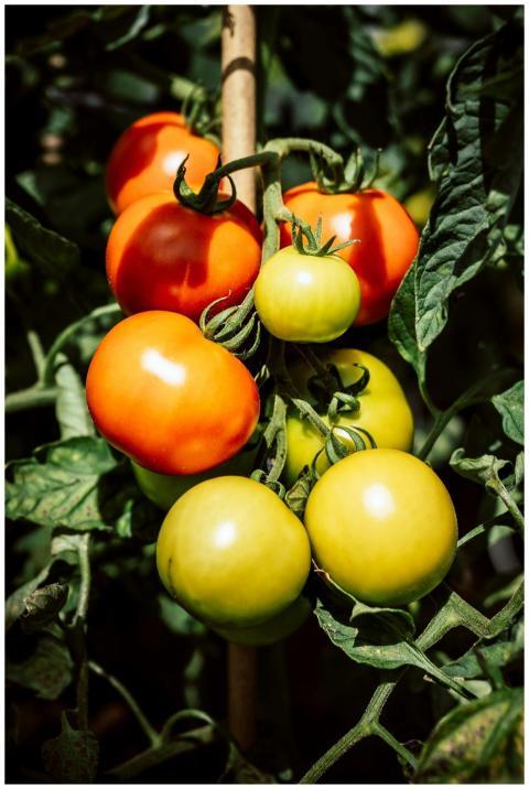 Close-up of a tomato plant showcasing both ripe an