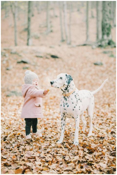 A young child interacts with a Dalmatian dog in a