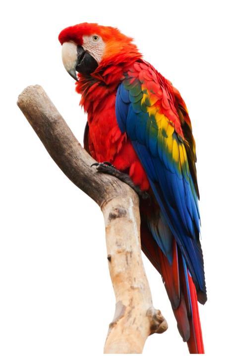 A stunning scarlet macaw displays its colorful plu