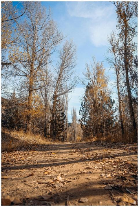 Serene Autumn Pathway Through