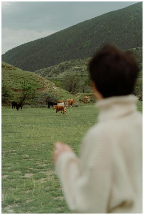 A woman in a sweater observes cows grazing in a lu