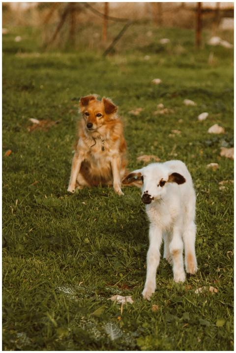 A cute dog and young goat in a grassy field during