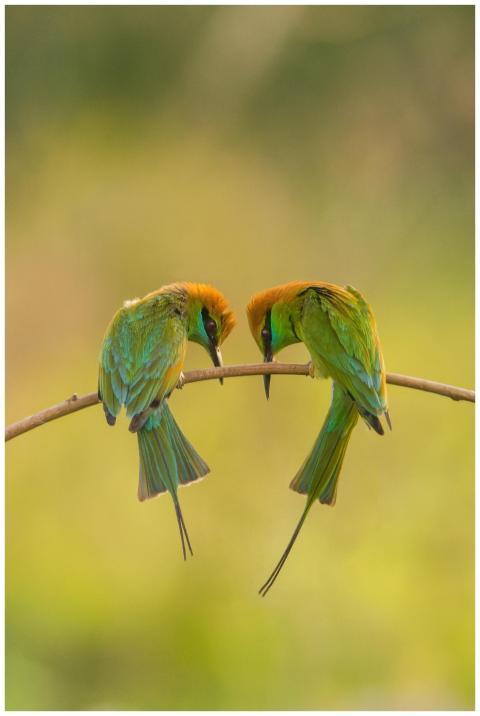 Two vibrant Asian green bee-eaters perched on a br