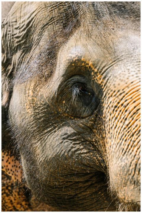 Detailed close-up of an elephant's eye showcasing