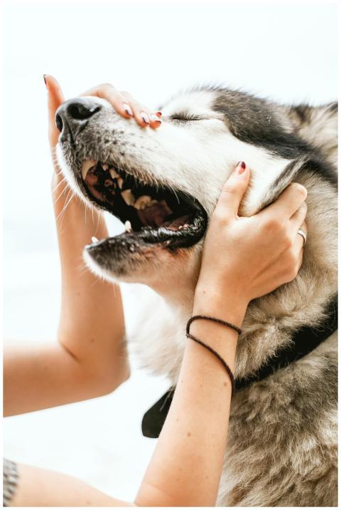 Close-up of a playful Siberian Husky being lovingl