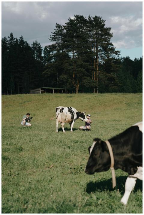 Photographers documenting cows on a countryside me
