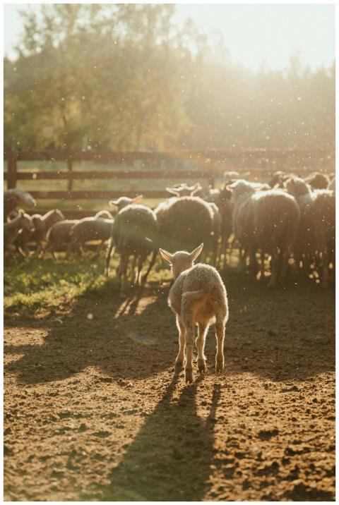 A flock of sheep in a sunlit farmyard during the g