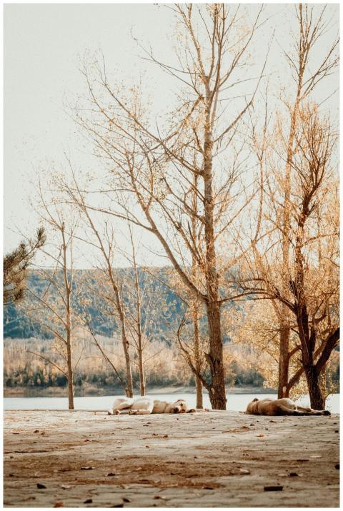 Tranquil Autumn Landscape Resting