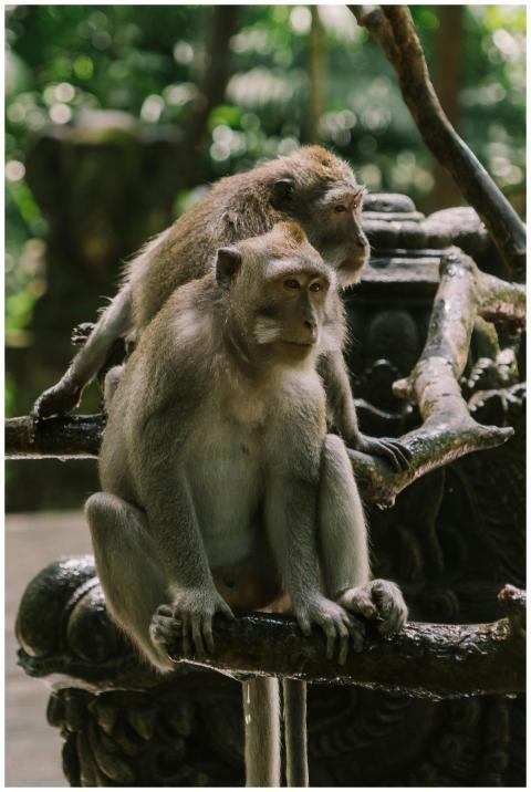 Two macaques sit on tree branches in their lush na
