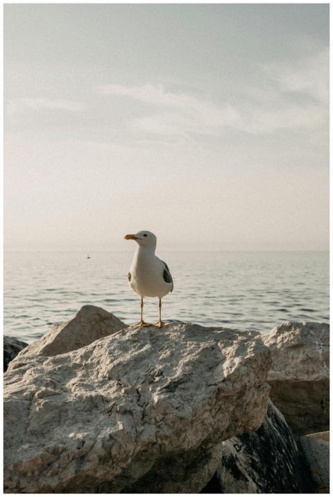 A seagull perched on rocks by the sea in Piran, Sl