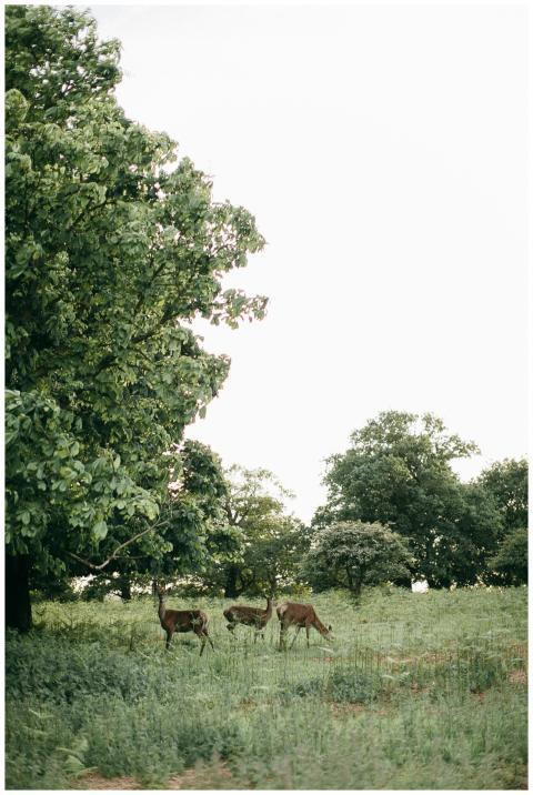 Captivating view of deer grazing in the lush Engli
