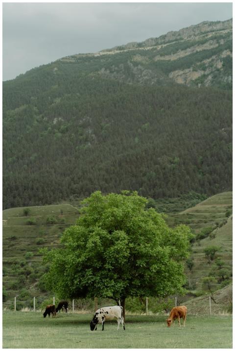 Scenic view of cows grazing in a lush green pastur