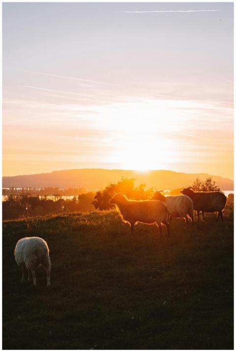 Serene scene of sheep grazing in a sunlit pasture