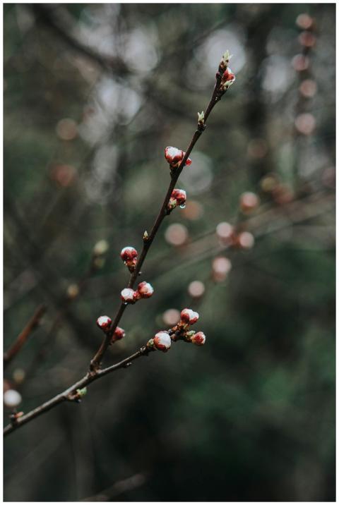 Detailed view of budding twig in a natural setting