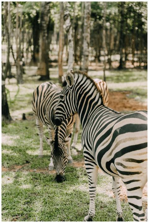 A group of zebras in a sunlit park, showcasing the