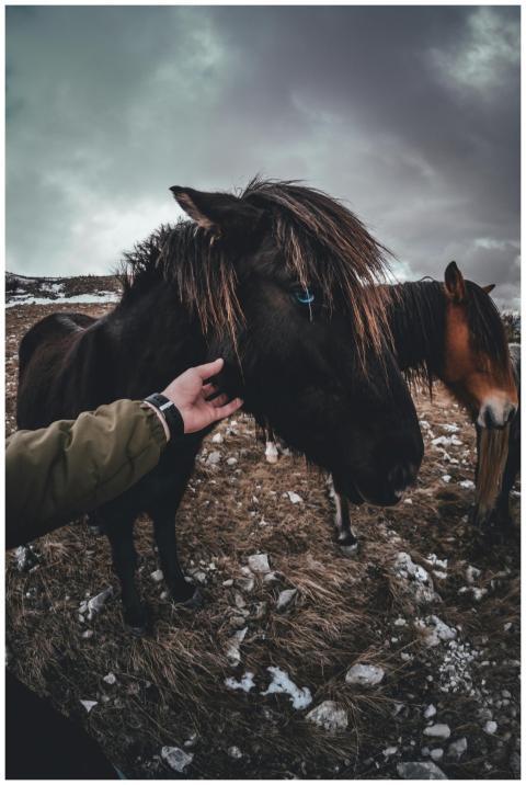 Person touching horses in a snowy outdoor field un