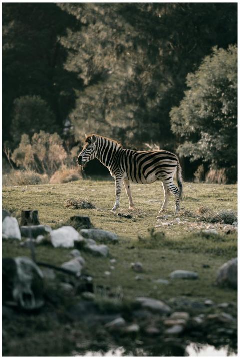 A lone zebra stands in a natural African setting w