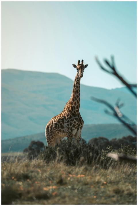 A lone giraffe stands gracefully in a South Africa
