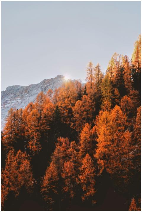 Breathtaking view of golden autumn trees against m