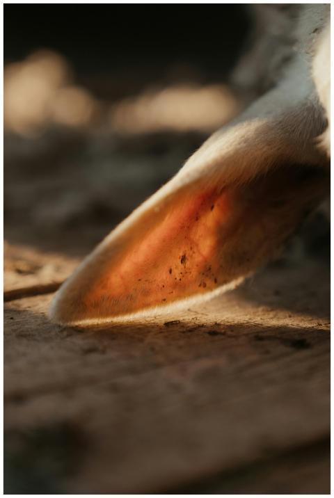Detailed close-up of a sheep's ear captured in sof