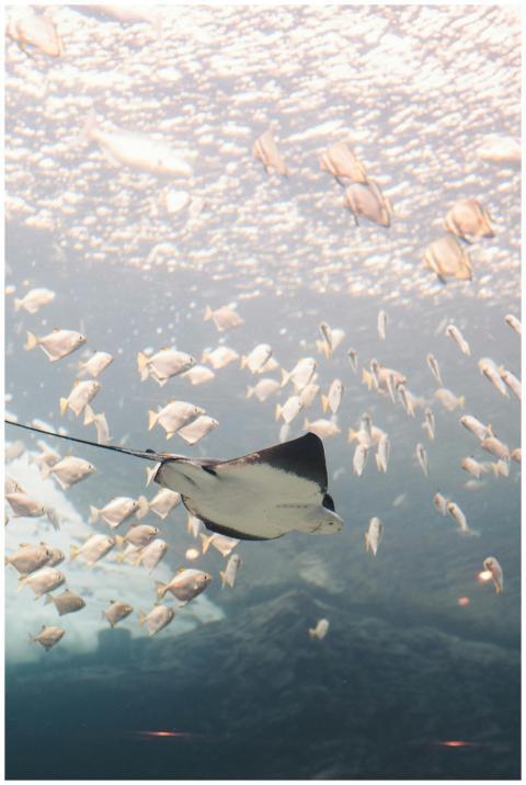 A stunning stingray swims gracefully among a schoo