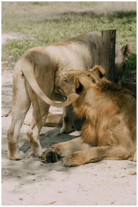 Two lions interacting in a zoo setting, depicting