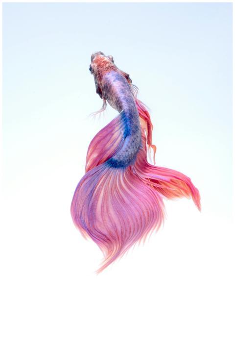 Stunning image of a colorful Betta fish showcasing